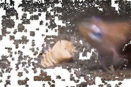 Sau đó, chúng sử dụng 5 cái râu như ăng ten để dò tìm và tấn công con mồi khi chúng đến gần.