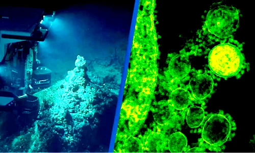 Tò mò 7.000 loài độc - dị - lạ vừa phát hiện ở rãnh Mariana 