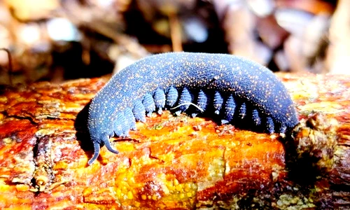 Kỳ dị loài côn trùng "máu lạnh" biến con mồi thành... súp