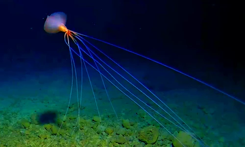 Quái dị loài mực biển sâu diện mạo như... “nhện bắn tơ”