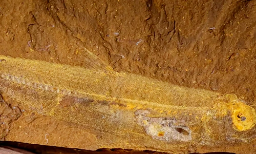 Lộ thứ hoàn hảo trong hóa thạch cá 15 triệu năm, chuyên gia sững sờ 