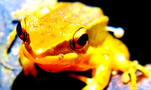 Nấm bỗng dưng mọc ra từ thân ếch... giới khoa học nơm nớp lo âu