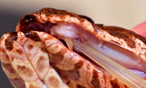 Phát hiện loài rắn tử thần 3 nanh, giới khoa học khiếp sợ