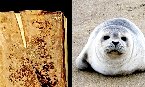 Tận mục “cuốn sách lông” thời Trung cổ được đóng bằng da hải cẩu