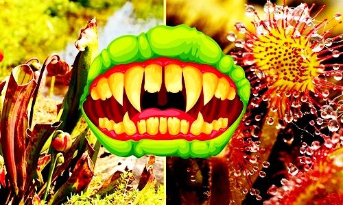 Sặc cười hiểu lầm ngớ ngẩn về cây ăn thịt ai cũng tin sái cổ