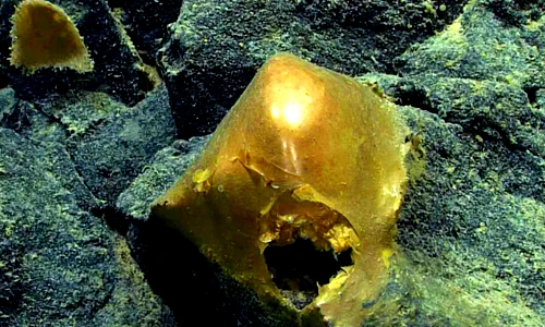 Thăm dò đáy biển, sửng sốt phát hiện quả trứng vàng bí ẩn 