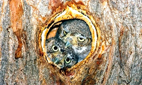 Bật mí thú vị loài cú nhỏ nhất thế giới, nặng bằng trái bóng golf 