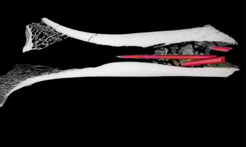 Mũi tên 7.000 năm tẩm độc thành phần 'lạ', chuyên gia bối rối