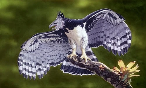 Khám phá thú vị 4 loài đại bàng lớn nhất thế giới