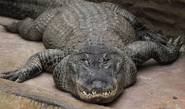 Cuộc đời kỳ lạ của cá sấu Saturn từng được Hitler "sủng ái"