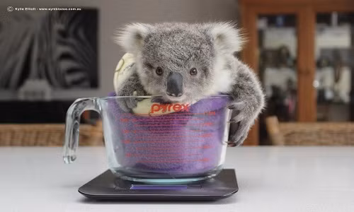 Mê mẩn gấu túi nhỏ nhắn đáng yêu nhất thế giới