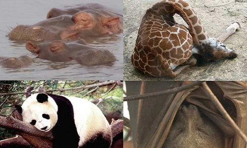 Chết cười tư thế ngủ kỳ quặc của động vật