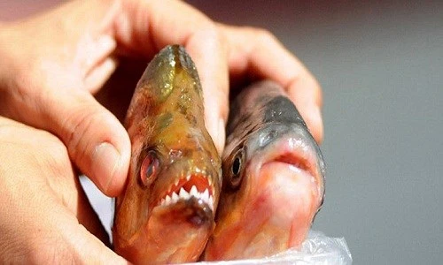 Khám phá gây bất ngờ về cá ăn thịt người Piranha