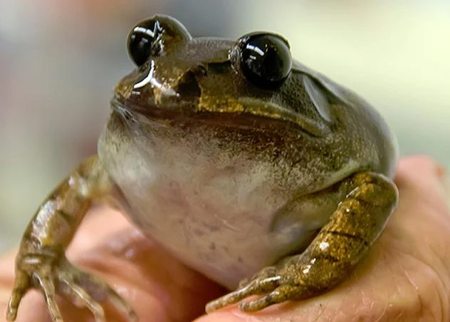 Chó chen chân đi casting đóng phim Game of Thrones