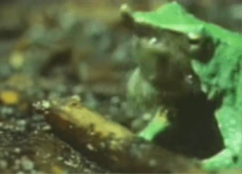 Ếch mẹ sinh nở bằng cách nôn ra từng con một. Chính bởi quá trình khủng khiếp này mà hầu như không ếch mẹ nào còn sống sau một kỳ sinh nở.