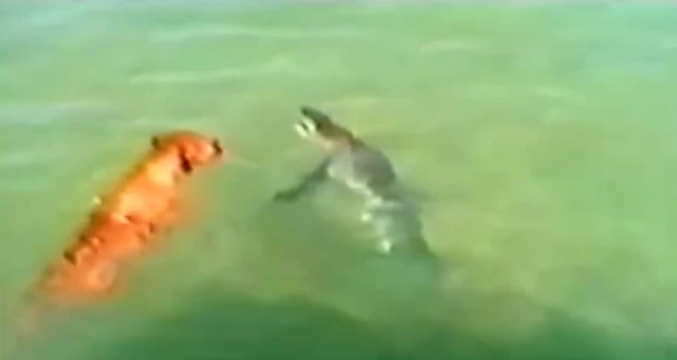 Đại chiến gay cấn giữa chó và cá mập