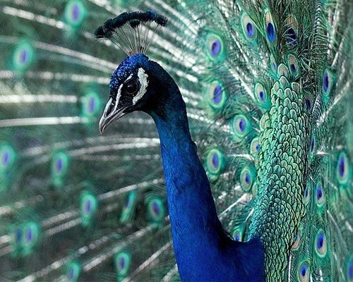 Thú cưng của các trùm ma túy