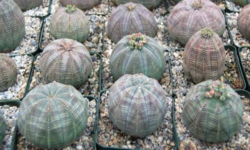 Điều ít người biết về cây bóng chày vừa hiếm vừa độc