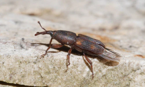 Khám phá bọ vòi voi, côn trùng khá phổ biến ở nước ta