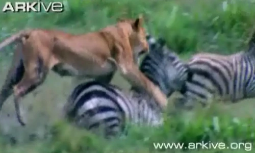 Sư tử đói rình bắt, ăn thịt ngựa vằn