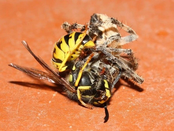 Rợn người xem nhện đấu với các đối thủ độc địa