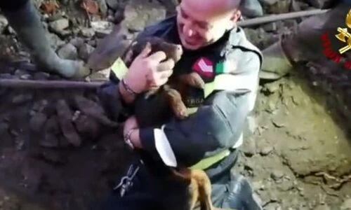 Thót tim khoảnh khắc hai chú chó được giải cứu khỏi hang cáo