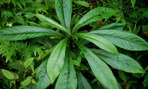 Khám phá những tác dụng tuyệt vời của lá xương sông 