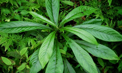 Khám phá những tác dụng tuyệt vời của lá xương sông