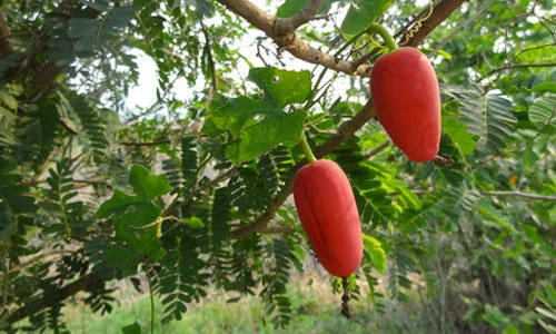 Khám phá thú vị dây bình bát mọc hoang nhiều quanh chúng ta