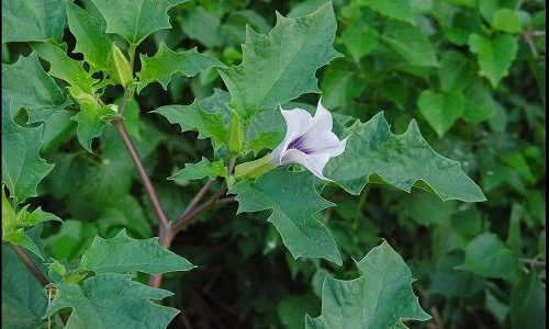 Sự thật loài cây biệt danh “cỏ dại của quỷ” có ở Việt Nam 