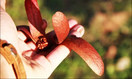 Điều ít biết về loại quả bay tít trên phố Sài Gòn những ngày này