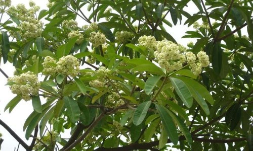 Khám phá thú vị về cây hoa sữa có thể bạn chưa biết