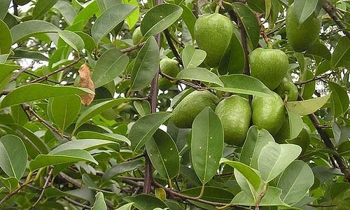 Khám phá bất ngờ về cây bình bát, phổ biến ở Nam Bộ