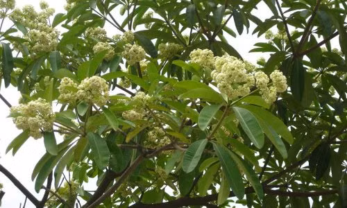 Khám phá thú vị về cây hoa sữa có thể bạn chưa biết