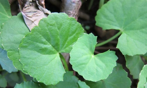 Khám phá bất ngờ về cây cây rau má