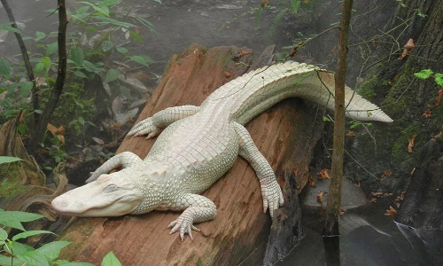 Sự thật gây sốc về cá sấu bạch tạng