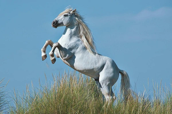 Đoàn kỵ binh CSCĐ Việt Nam không thuộc top ngựa quý hiếm 