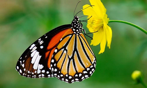 Điểm danh những loài bướm đẹp nhất Việt Nam