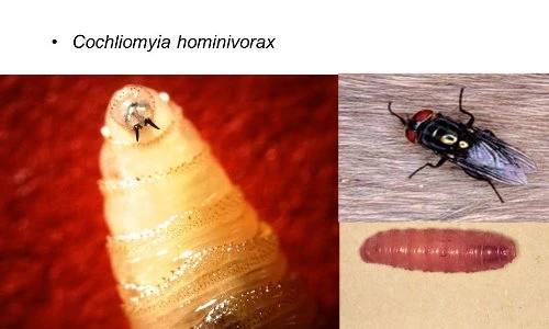 Sự thật rùng rợn về loài ruồi xám ăn thịt người