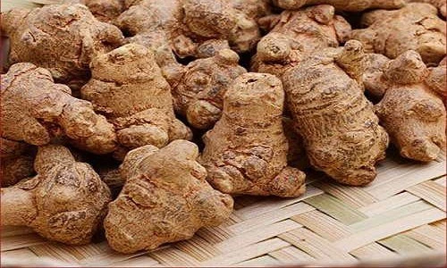 Những khám phá thú vị về cây tam thất