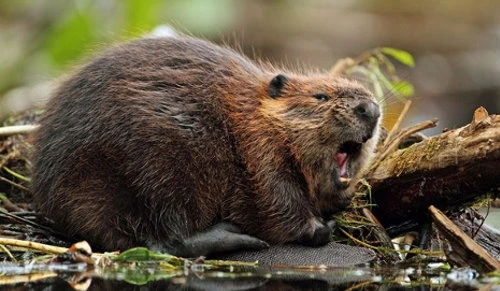 Bất ngờ những khám phá ít người biết về loài hải ly