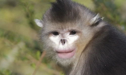 Những sinh vật kì dị nhất được phát hiện trong năm 2015