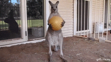 Tư thế không thể nhịn cười của kangaroo.