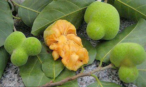 Khám phá ít người biết về quả chay đặc sản xứ Quảng