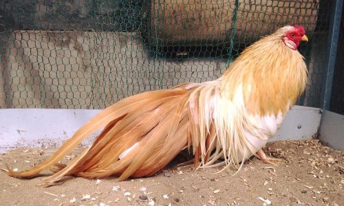 Khám phá ít ai biết về giống gà tre