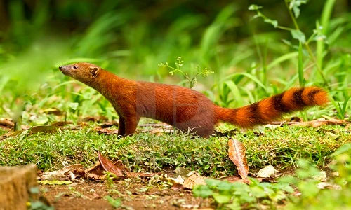 Độc đáo loài cầy có đuôi lạ không tưởng, "khoái" ăn rắn kịch độc