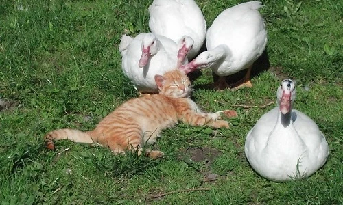 Kinh ngạc những chú mèo yêu vịt tha thiết