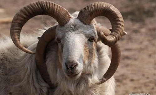 Bài thuốc quý chữa bệnh tốt từ các loại sừng động vật 