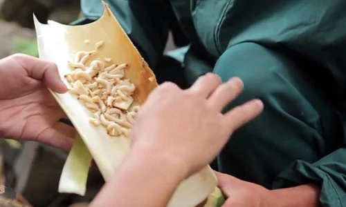 Chuyện ít biết về loài sâu tre đặc sản Việt Nam