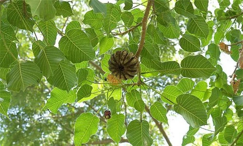 Khám phá "sốc" loài cây bã đậu có độc có ở Việt Nam